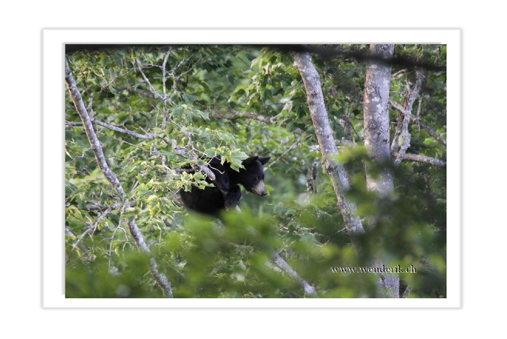 IMG_4528_l1024w1.jpg