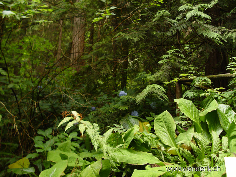 DSC00413_w_h6001.jpg