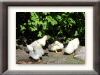 DSC00898_w800.jpg