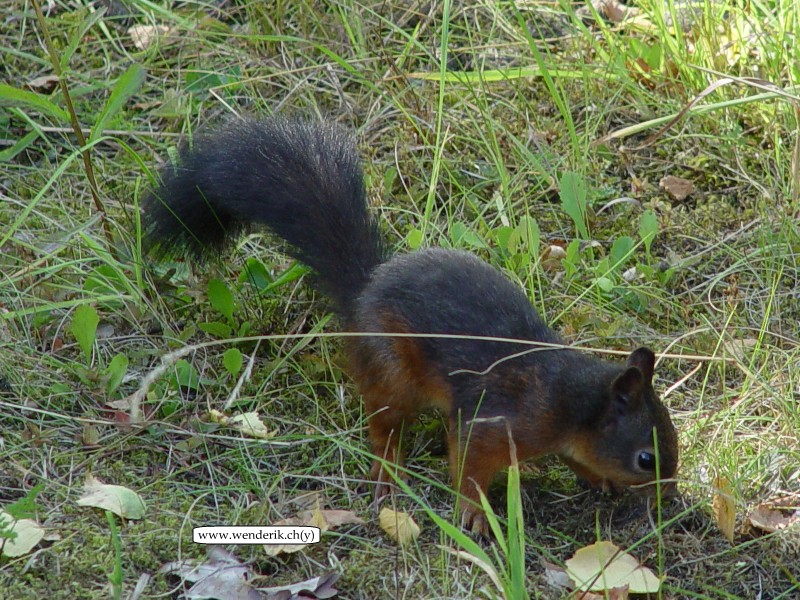 DSC00939_w800.jpg
