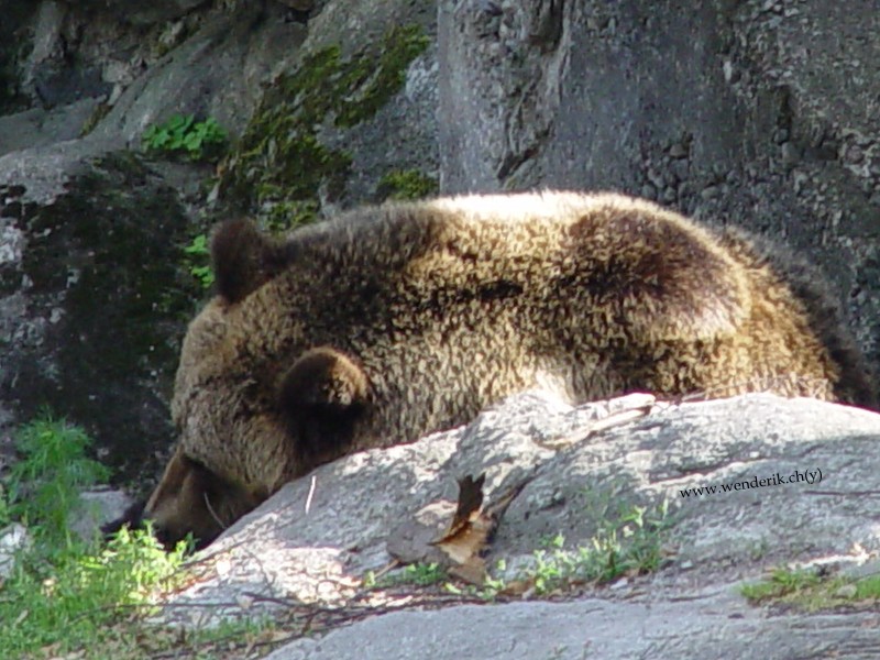 DSC00956_w800.jpg