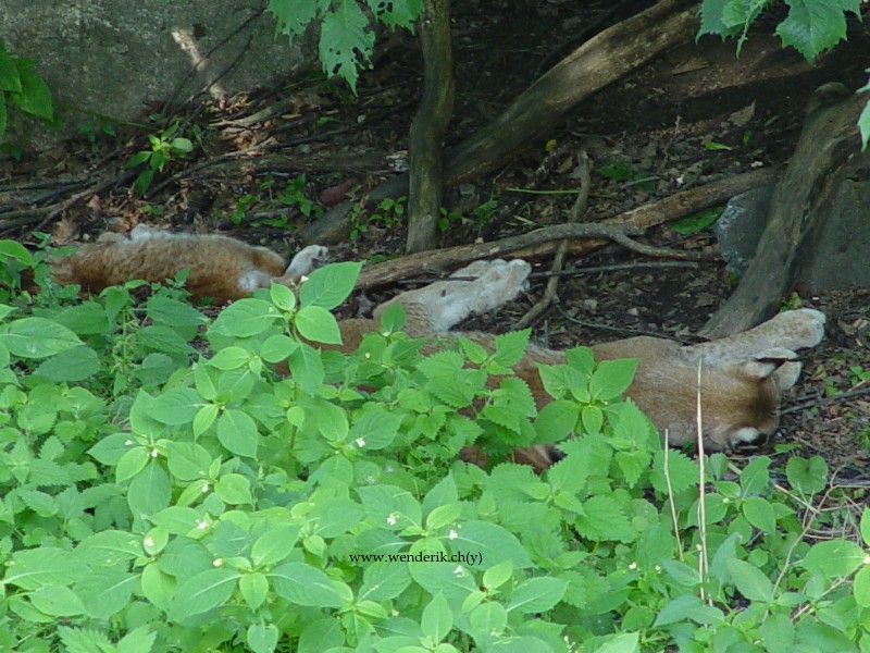 DSC00970_w800.jpg