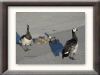 DSC00984_w800.jpg
