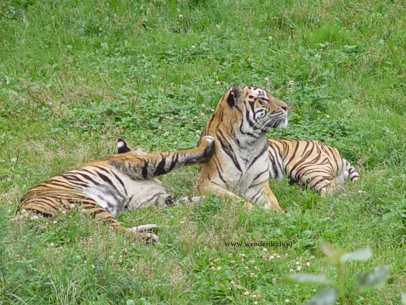 DSC01134_w800.jpg