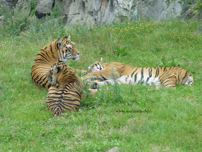 DSC01154_w800.jpg