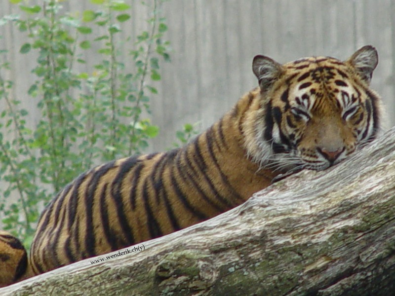 DSC01157_w800.jpg