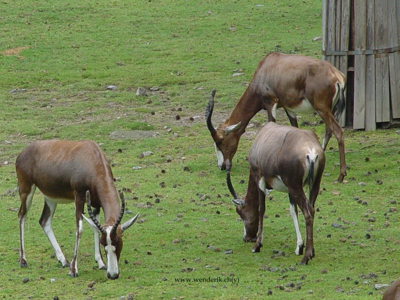 DSC01171_w800.jpg