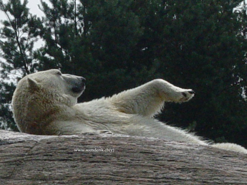 DSC01203_w800.jpg