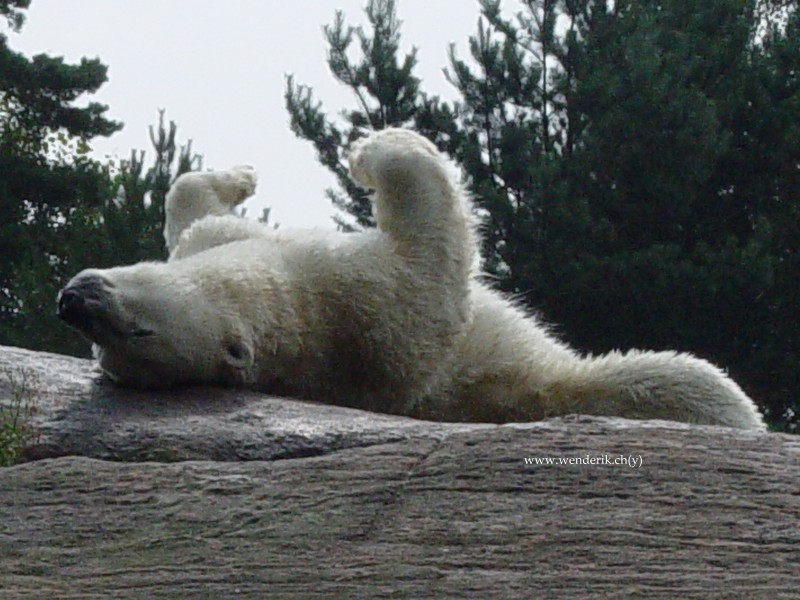 DSC01206_w800.jpg