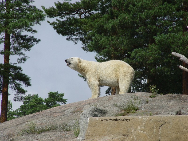 DSC01213_w800.jpg