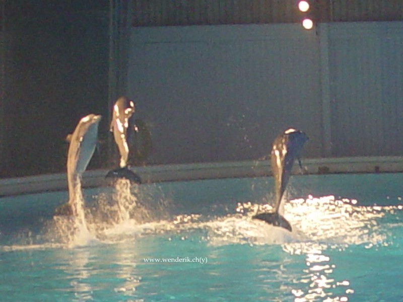 DSC01269_w800.jpg