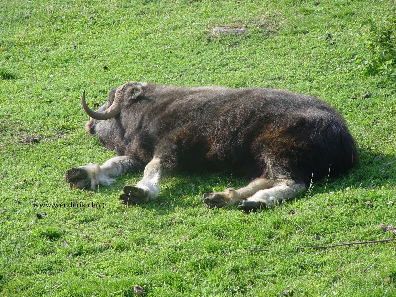 DSC01316_w800.jpg