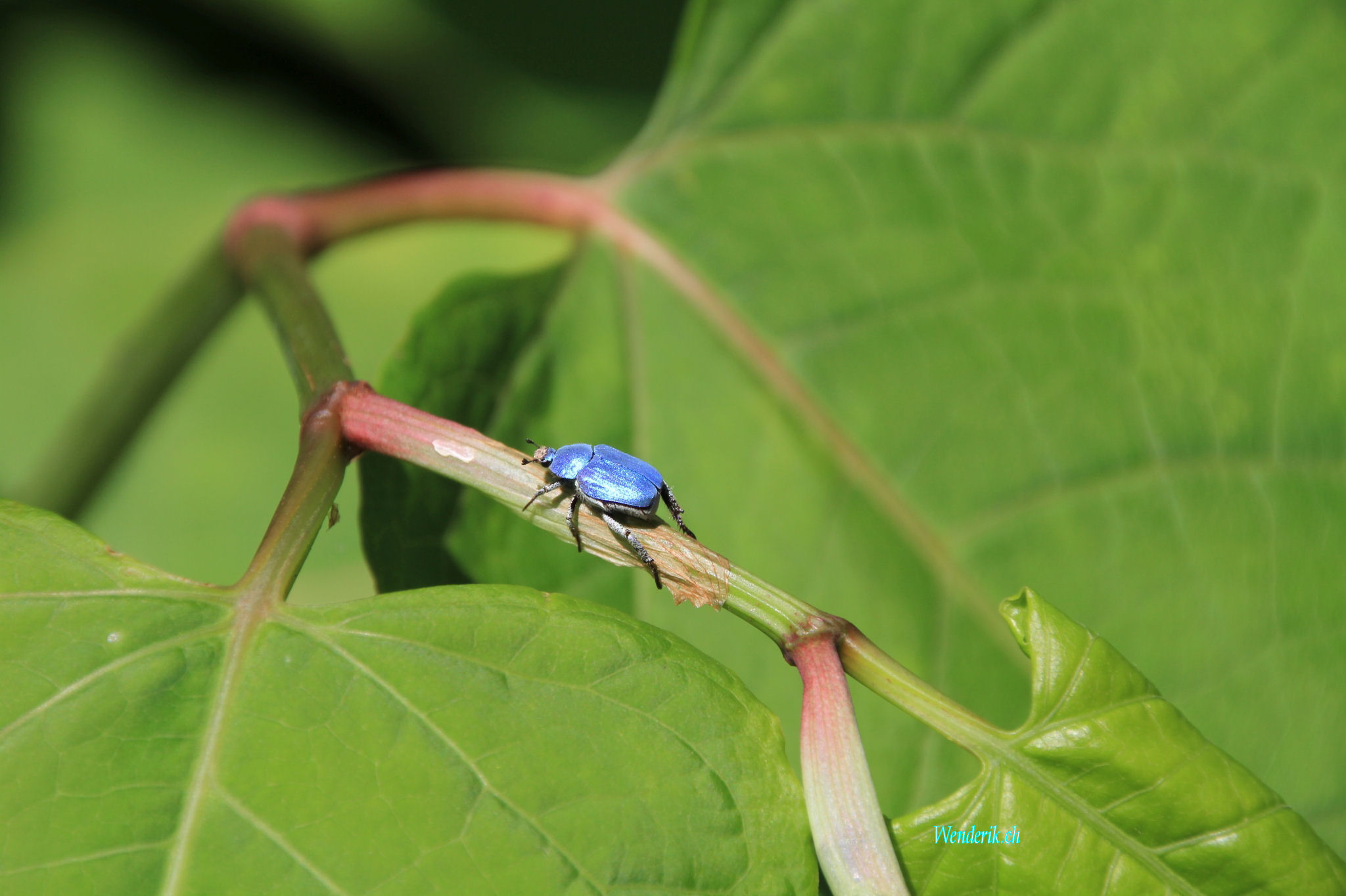 Coloptre Bleu...