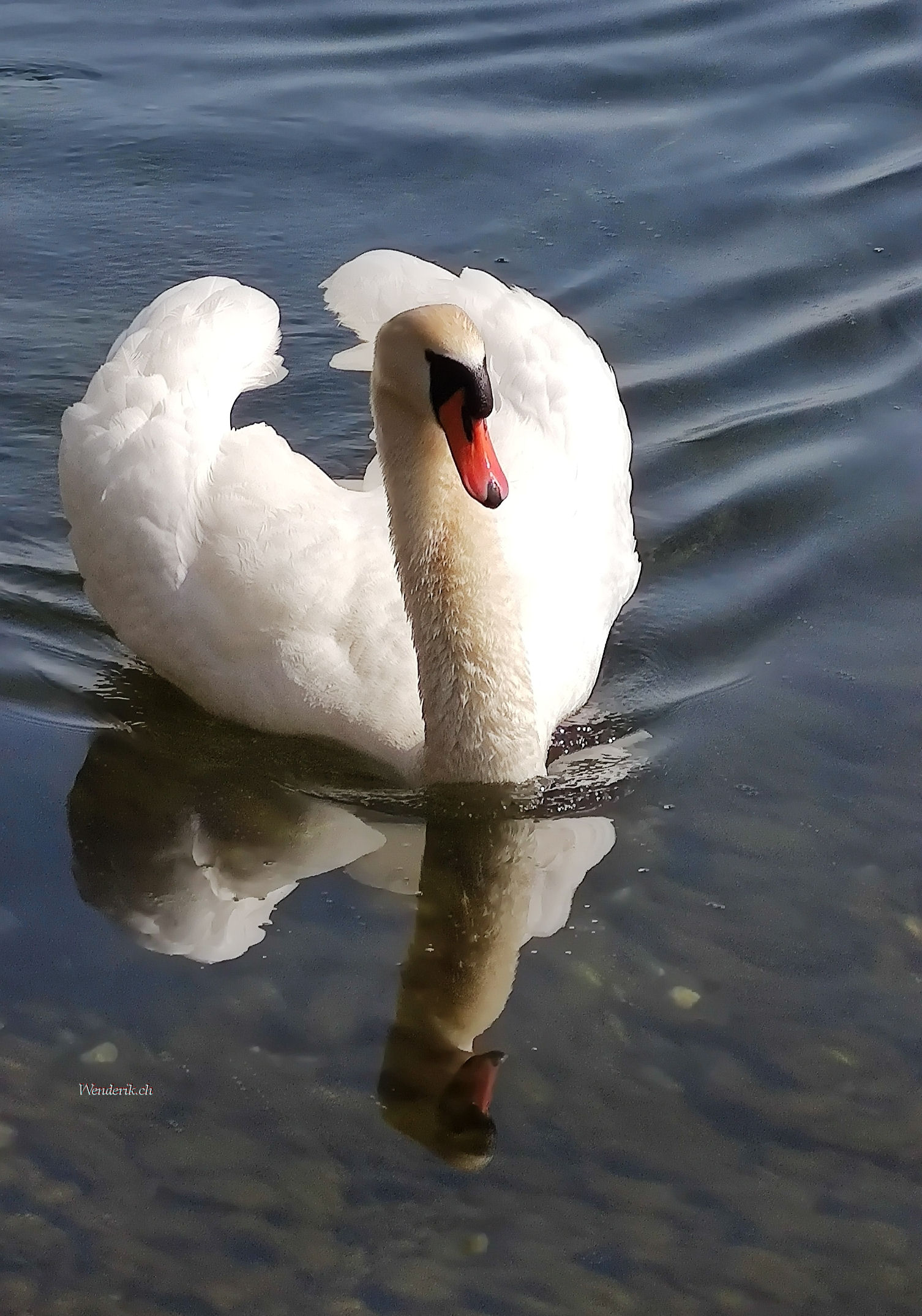 Cygne au lac de Neuchtel...