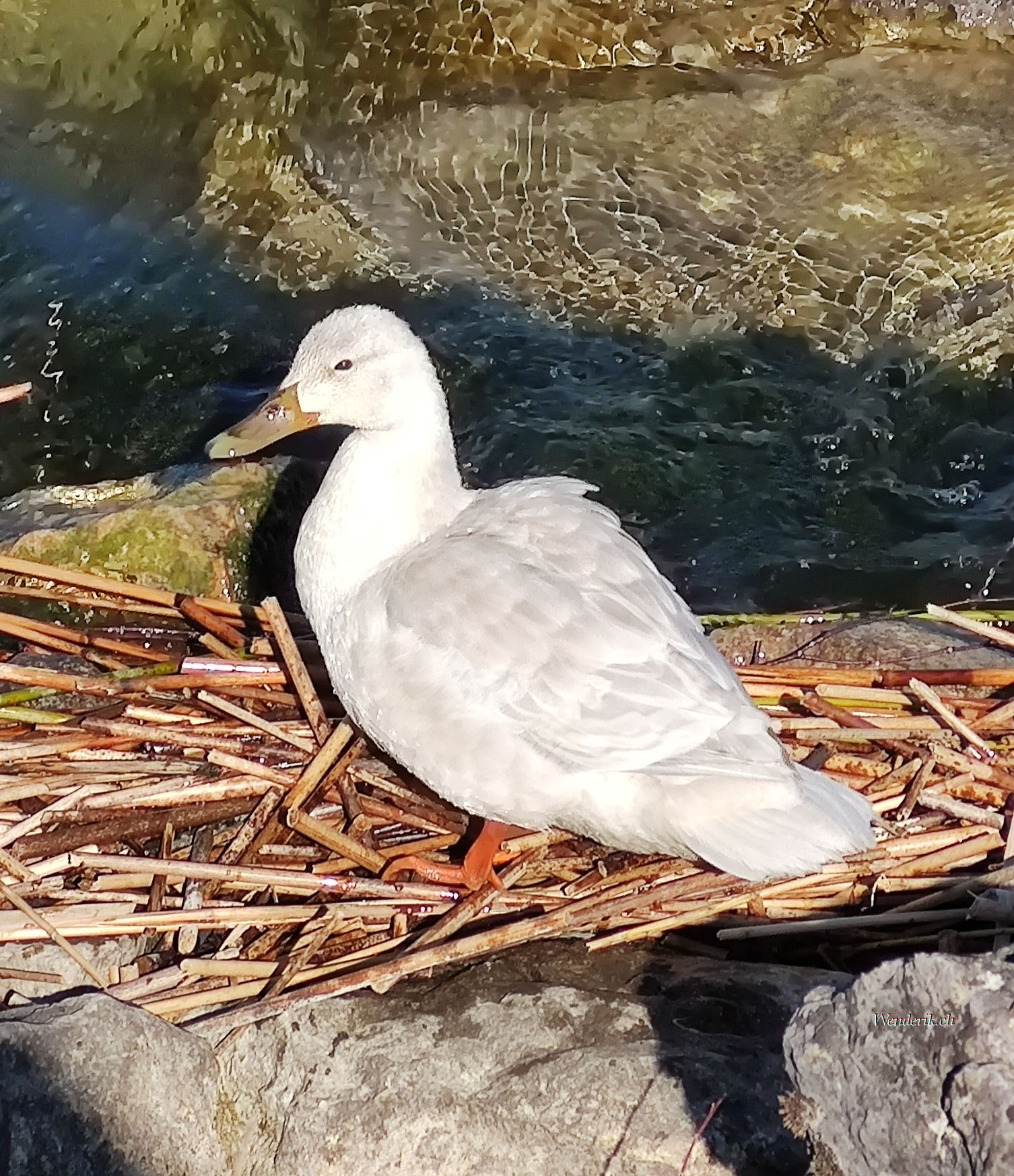 Un joli Canard au lac de Mora...