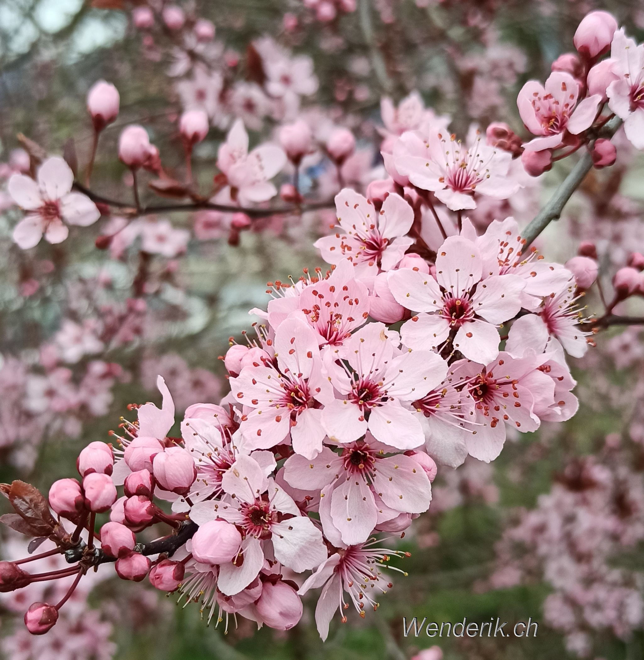 Prunus  Couvet...