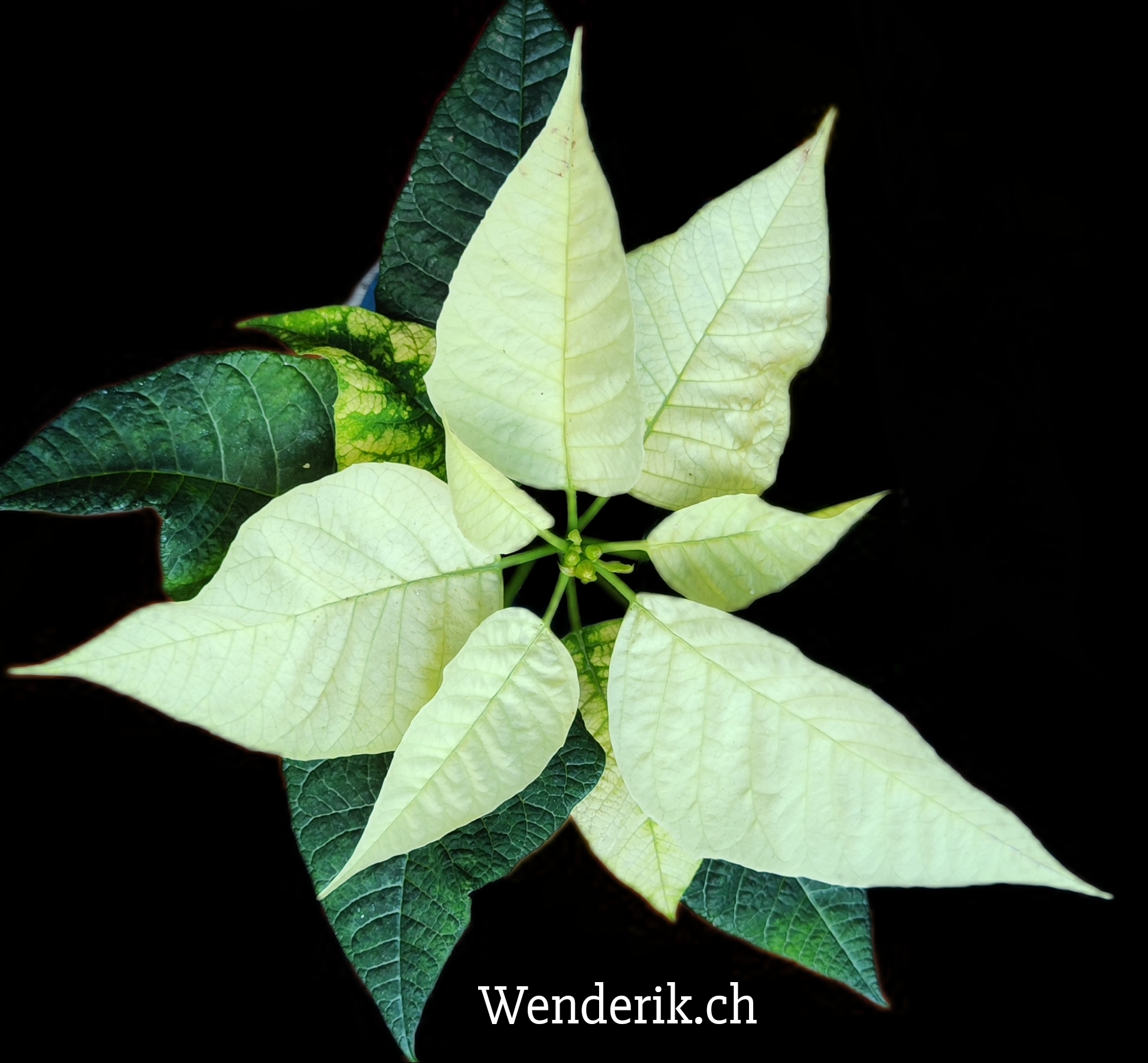 2025_12_2_poinsetia_blanc