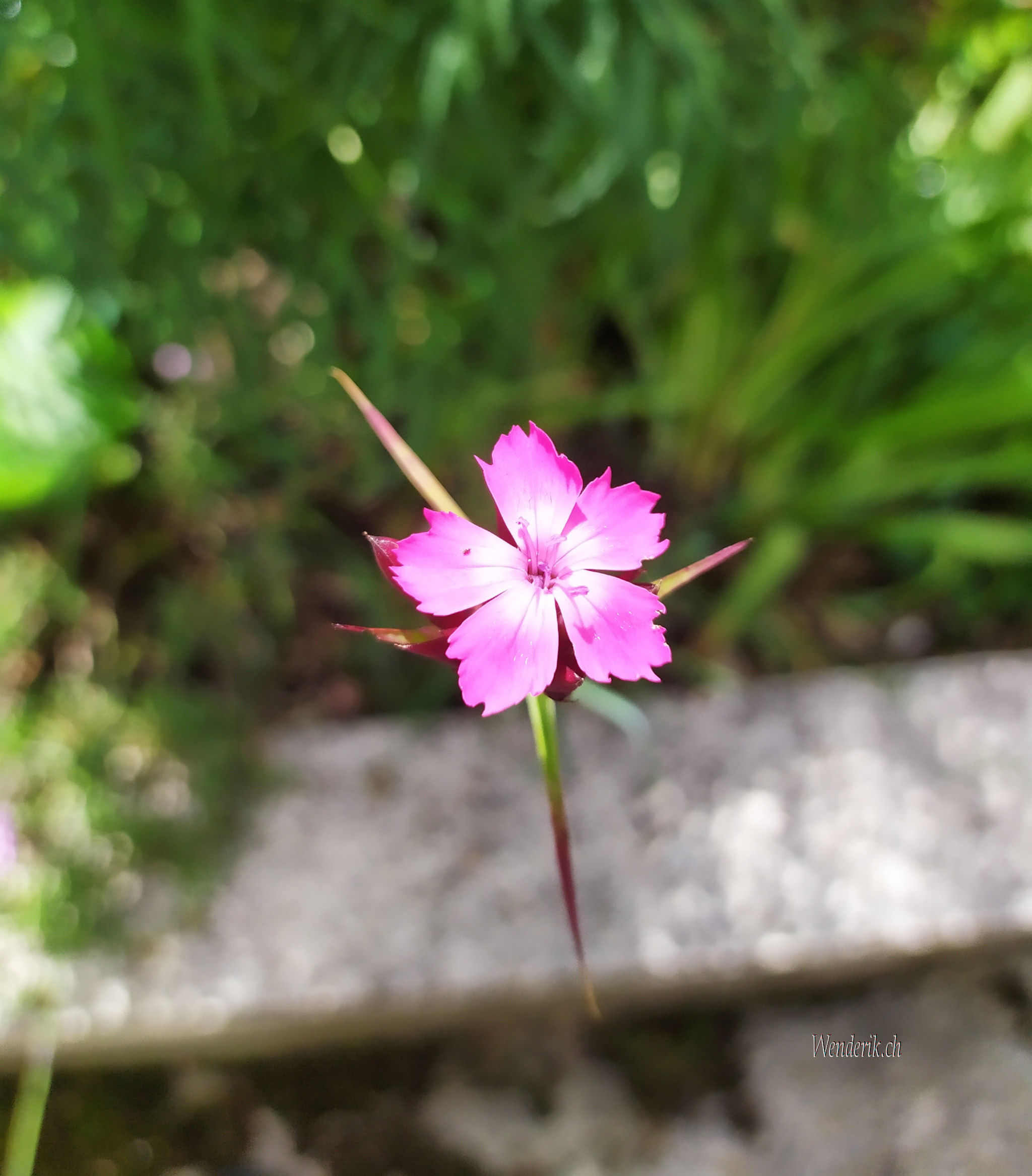 Fleur Rose Suspendue dans l'air...