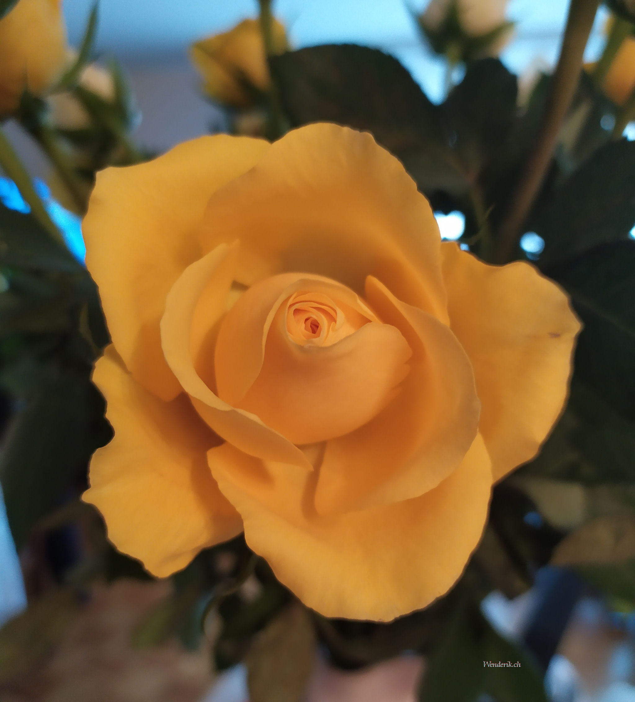 Une jolie et prcieuse Rose...