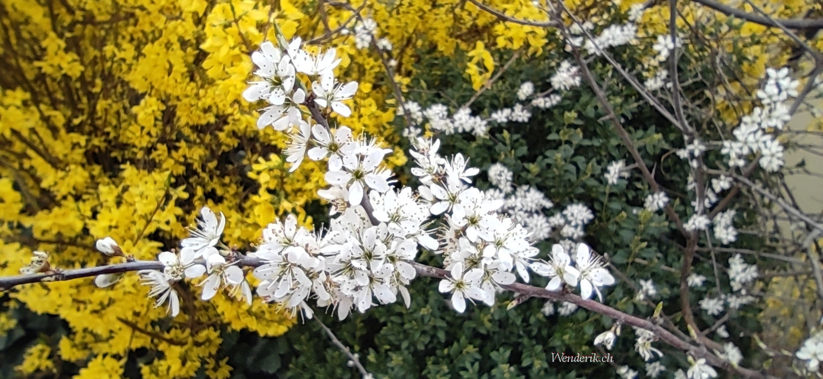 Branche de Cerisier en fleurs...