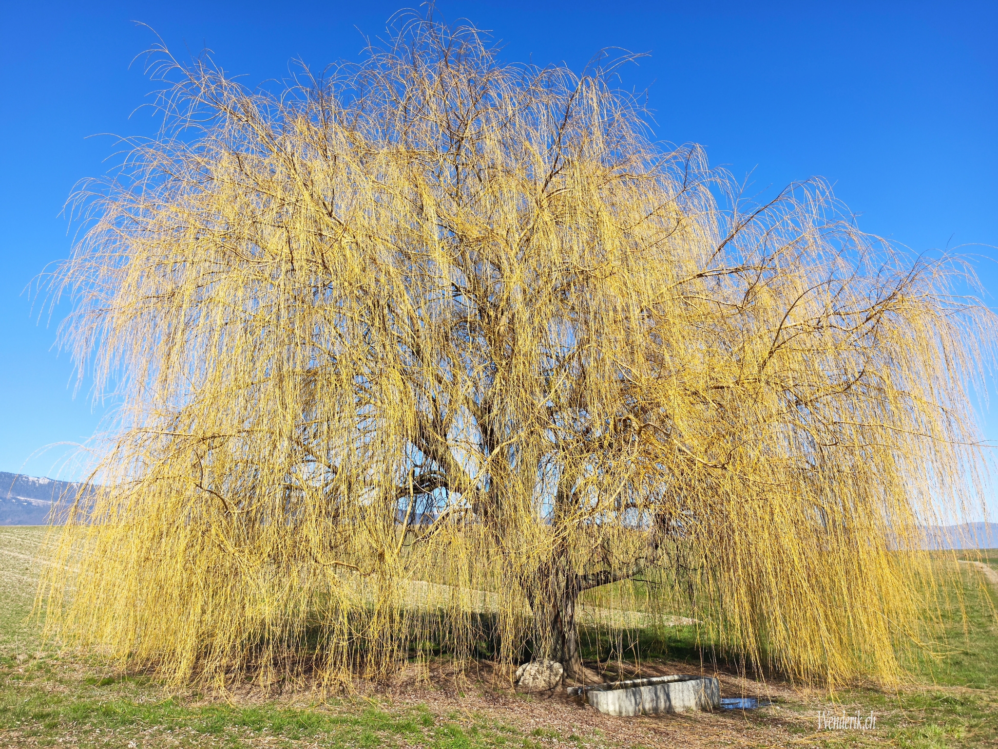 Saule pleureur... Orbe...
