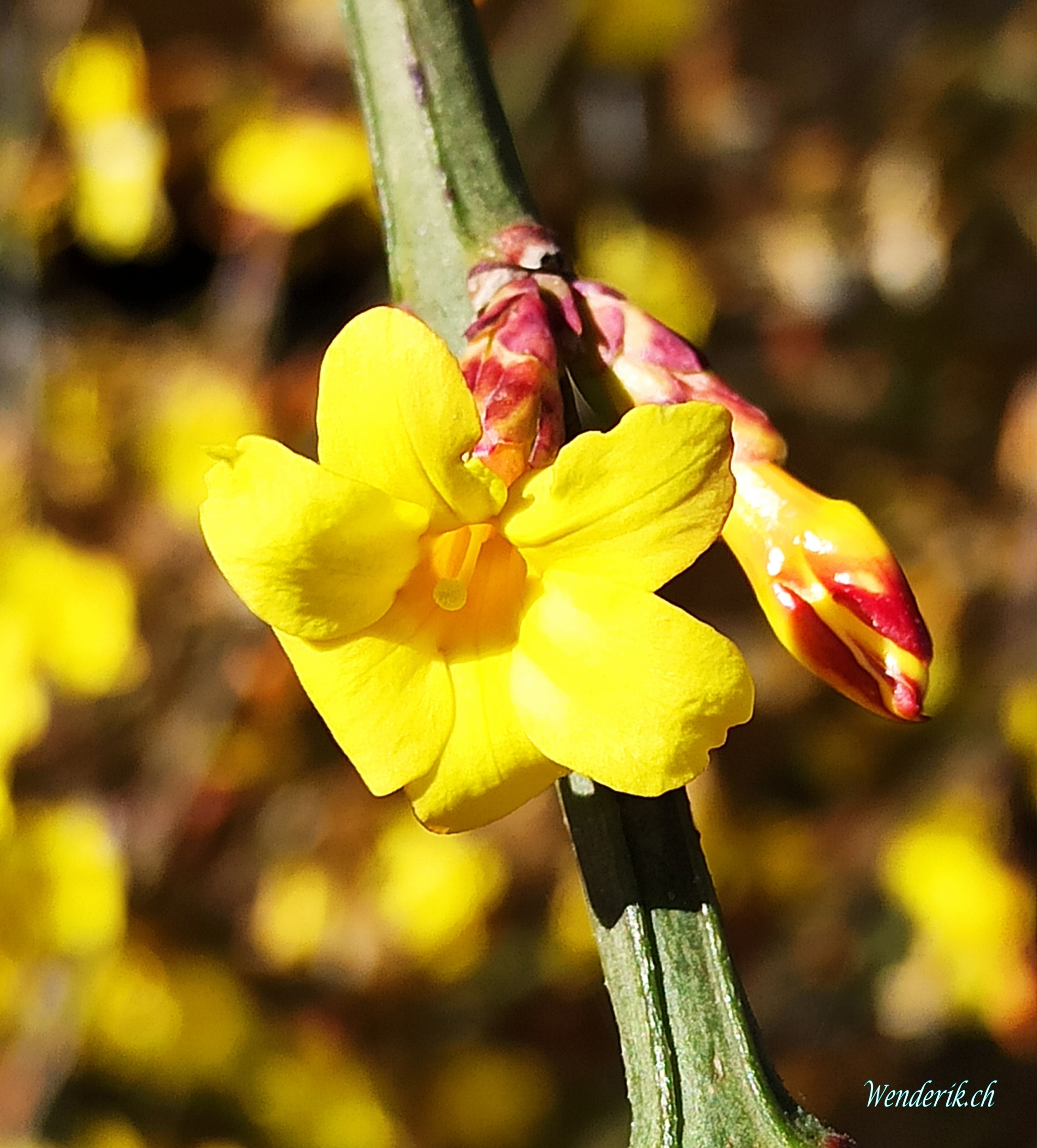 Jasmin en fleur...