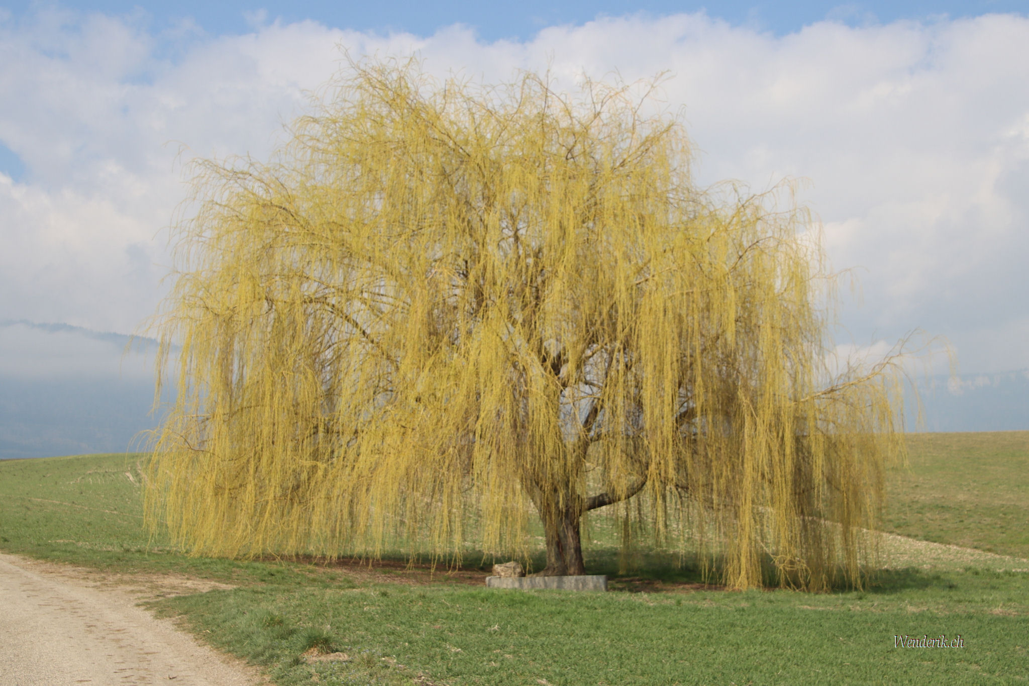 Saule Pleureur...
