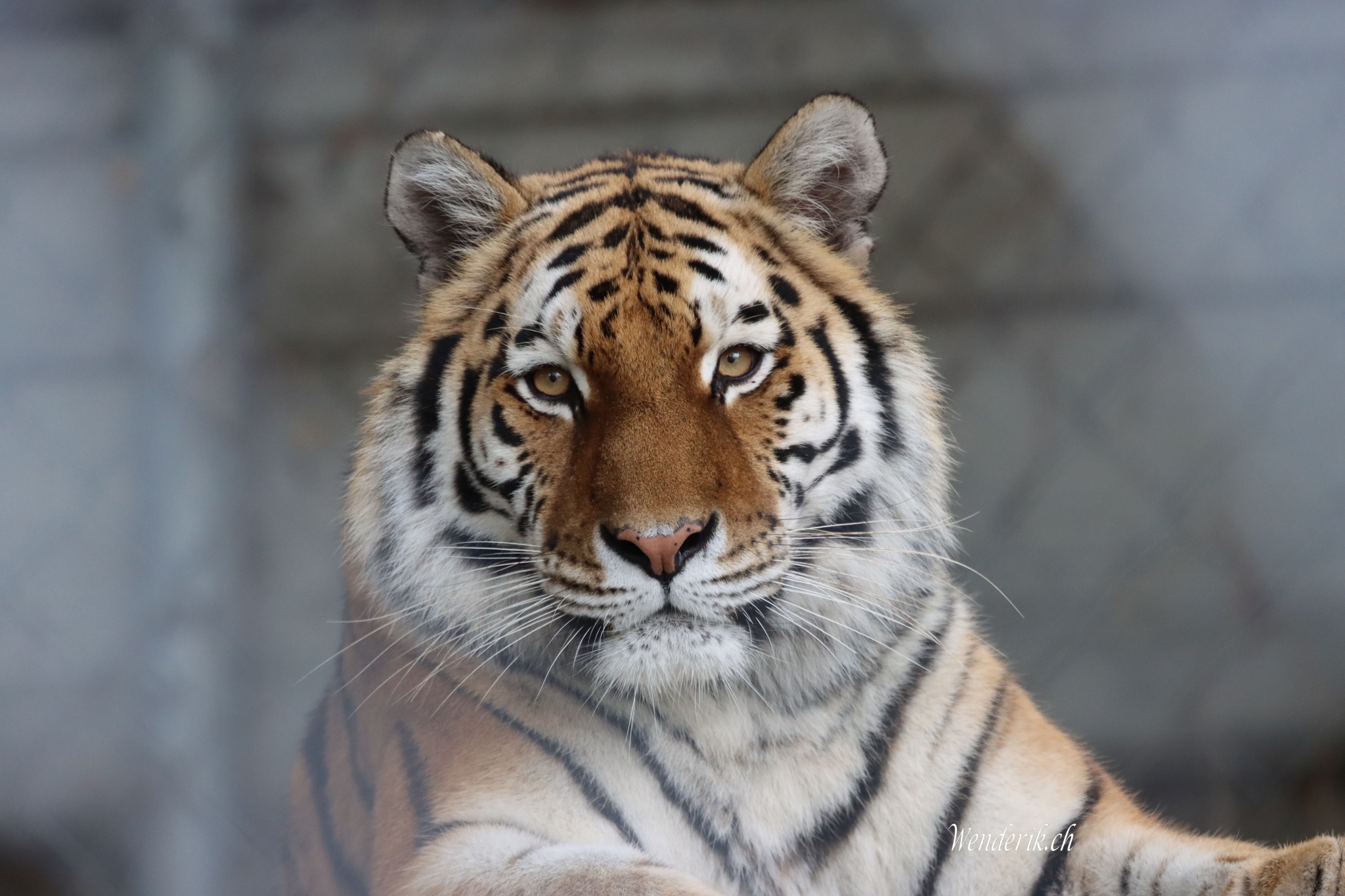 Walter Zoo... Gossau...