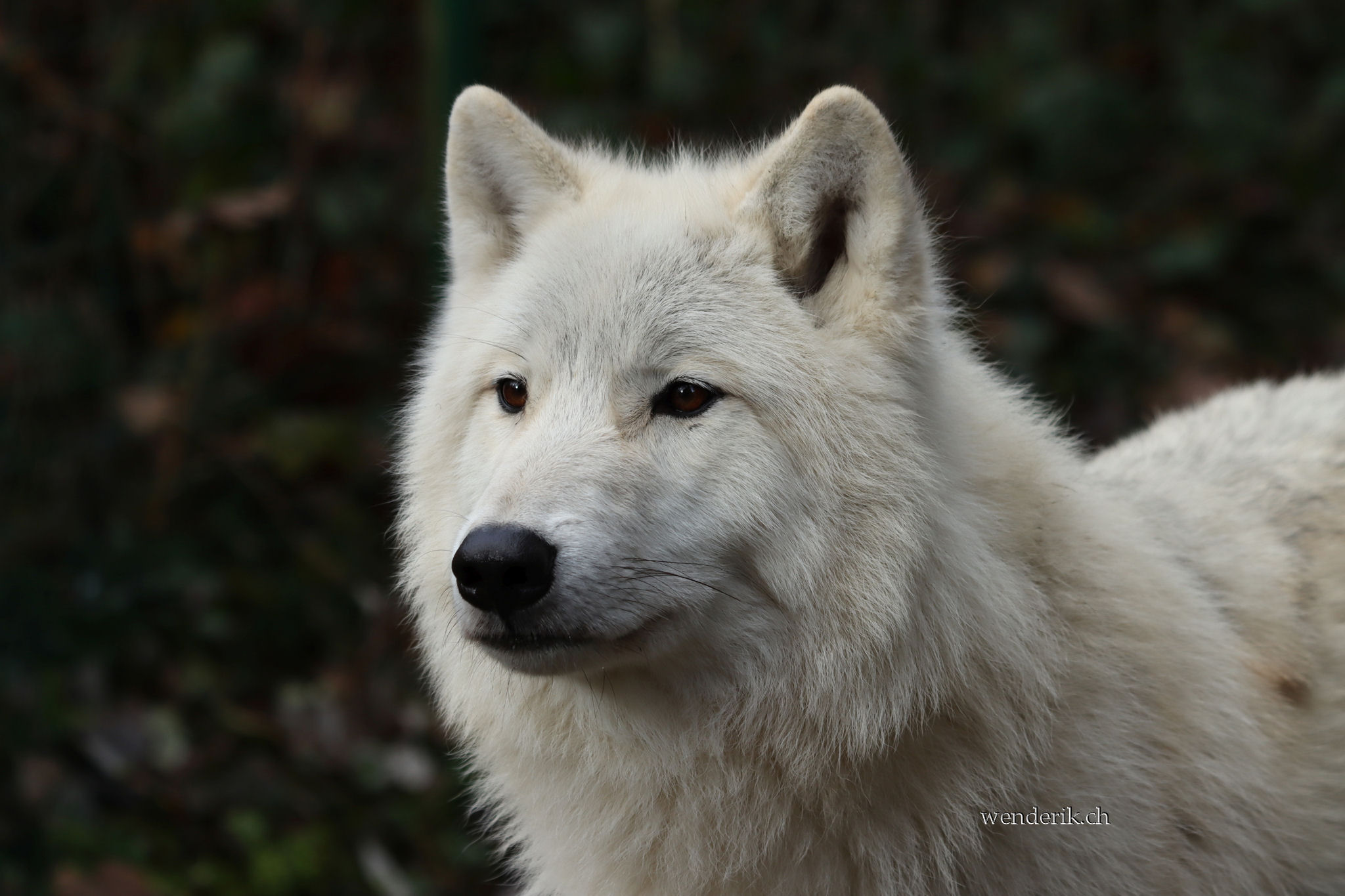 Un Loup su Uoo de Servion...