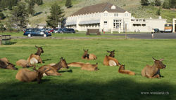 Mammoth Hot Springs...