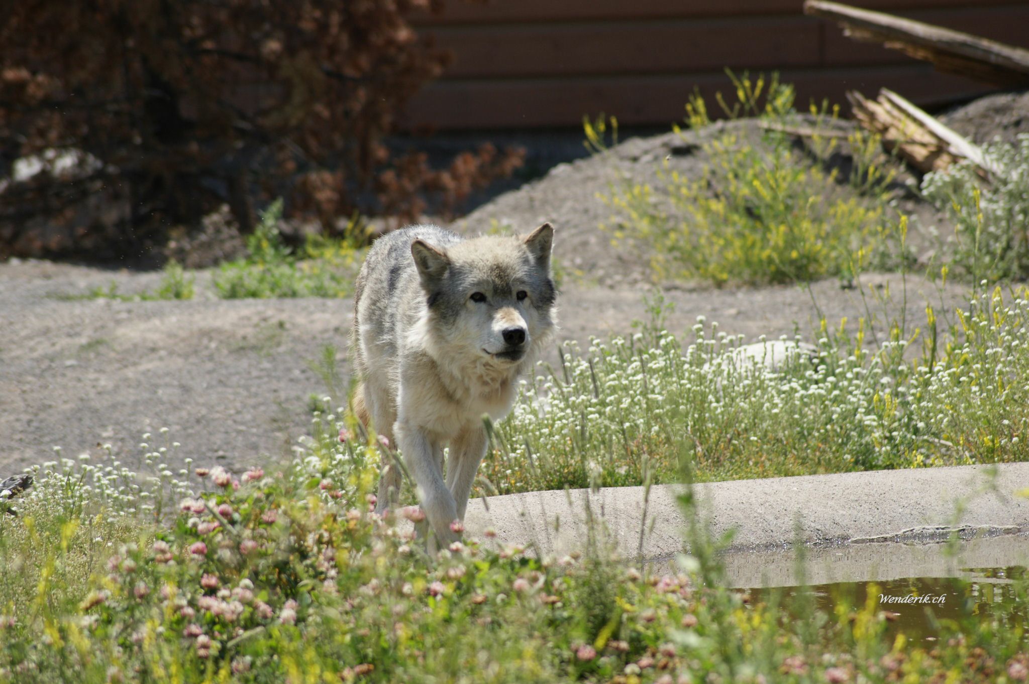 DSC07076w1.jpg