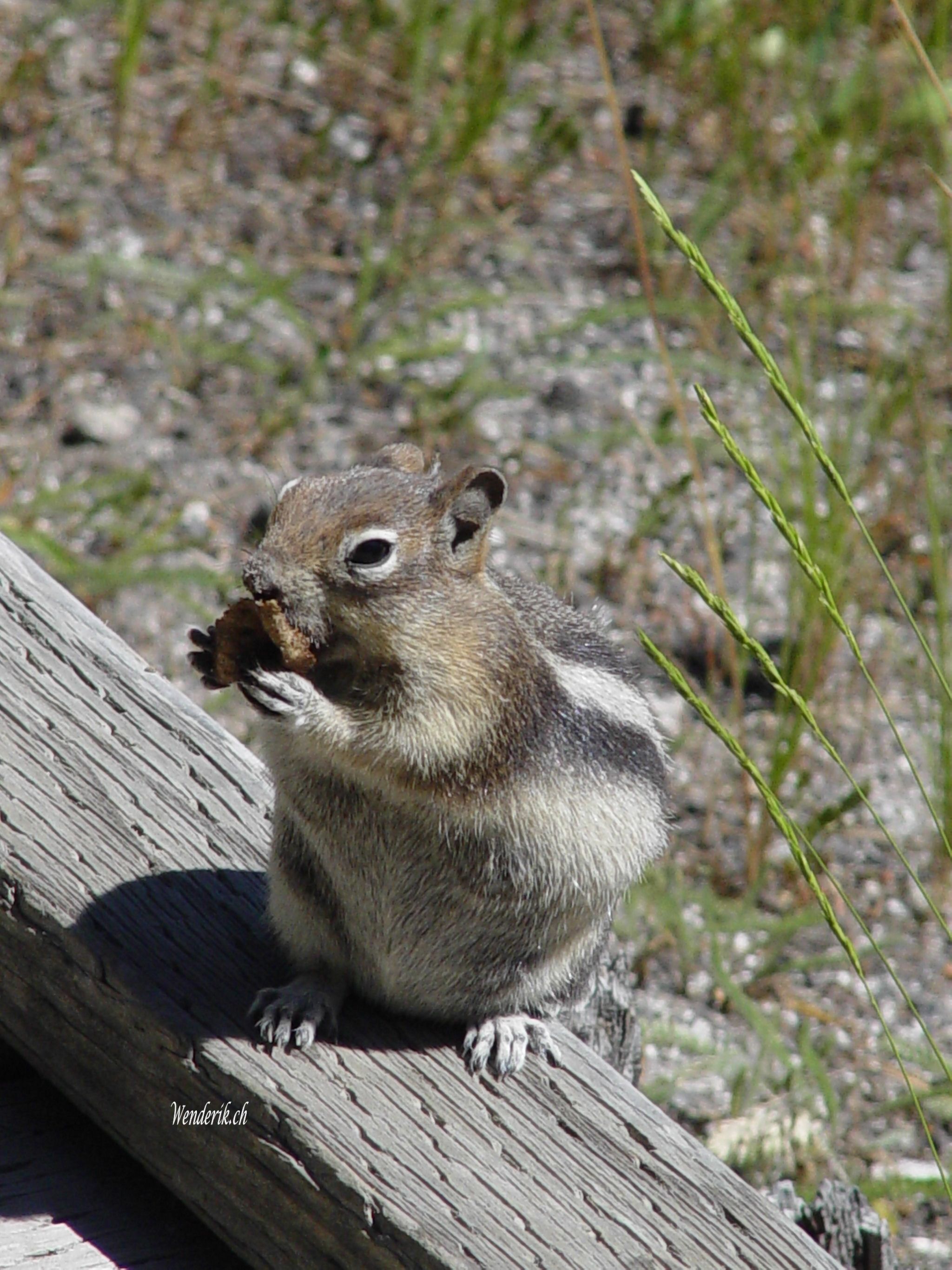 DSC08694w1.jpg