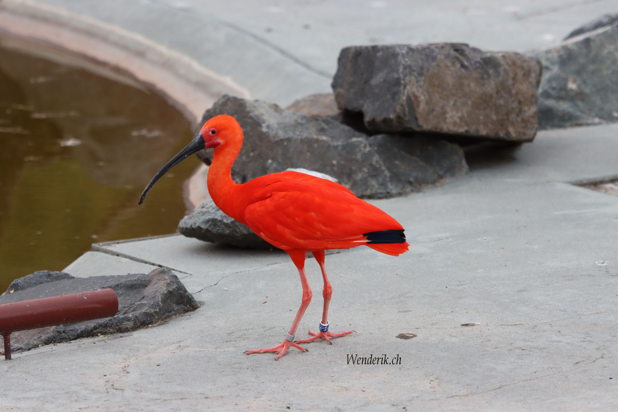 Oiseau rouge
