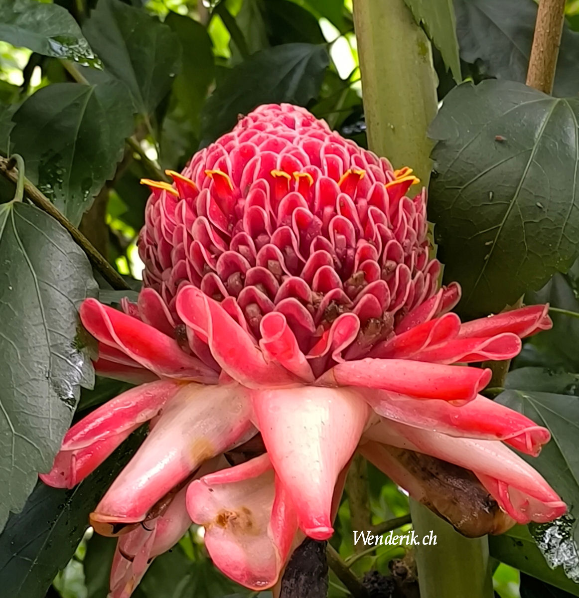 Plantentuin Meise...