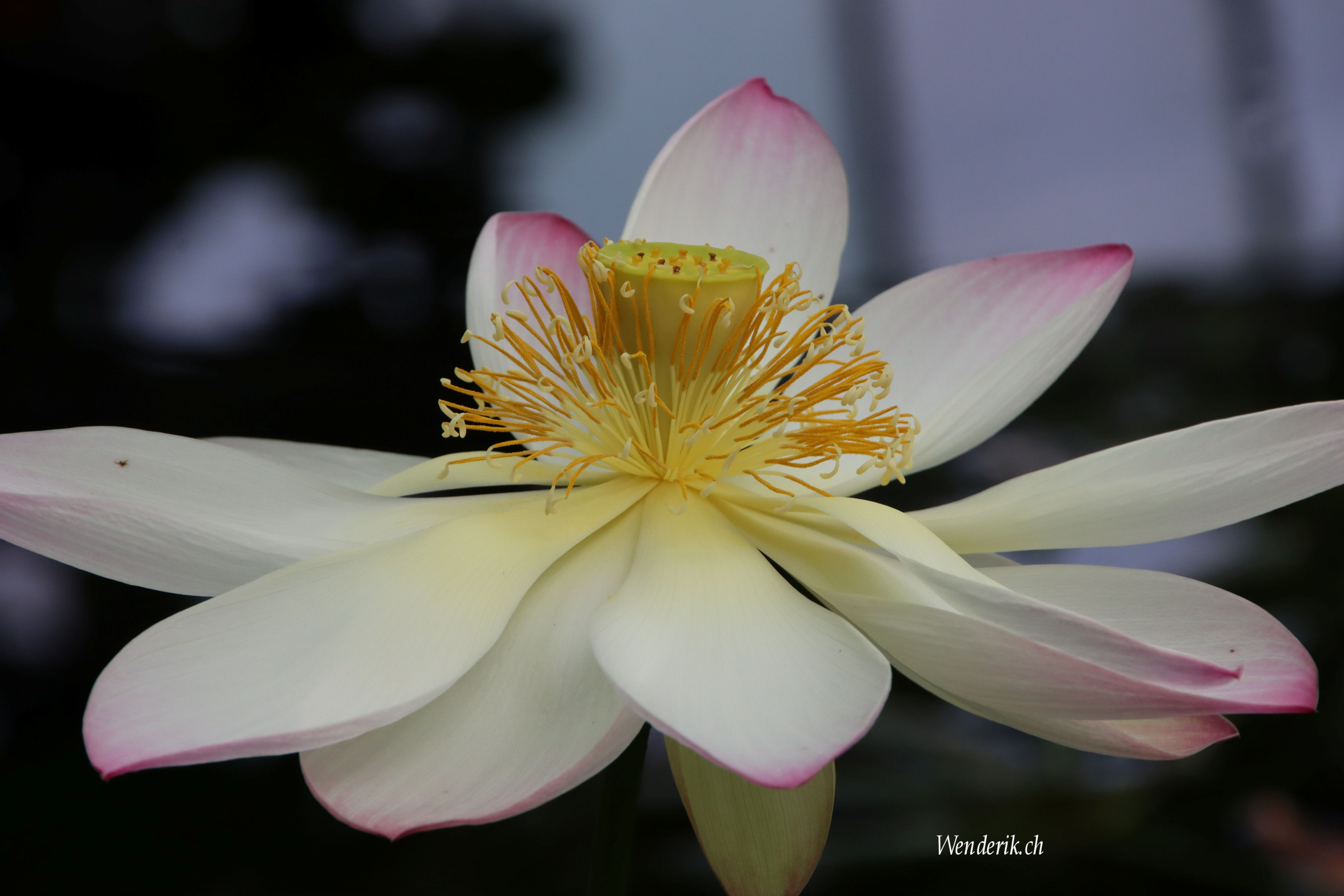 Plantentuin Meise...