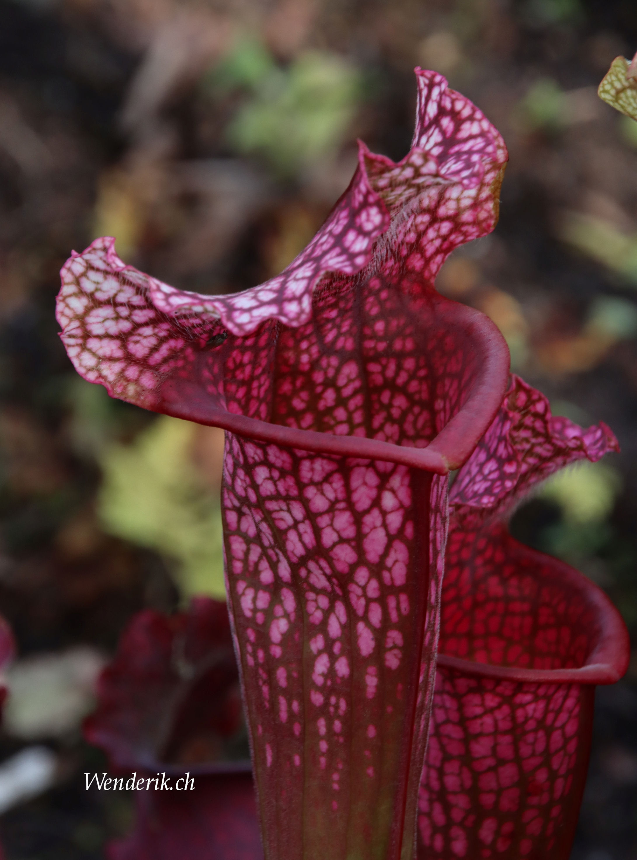 Plantentuin Meise...
