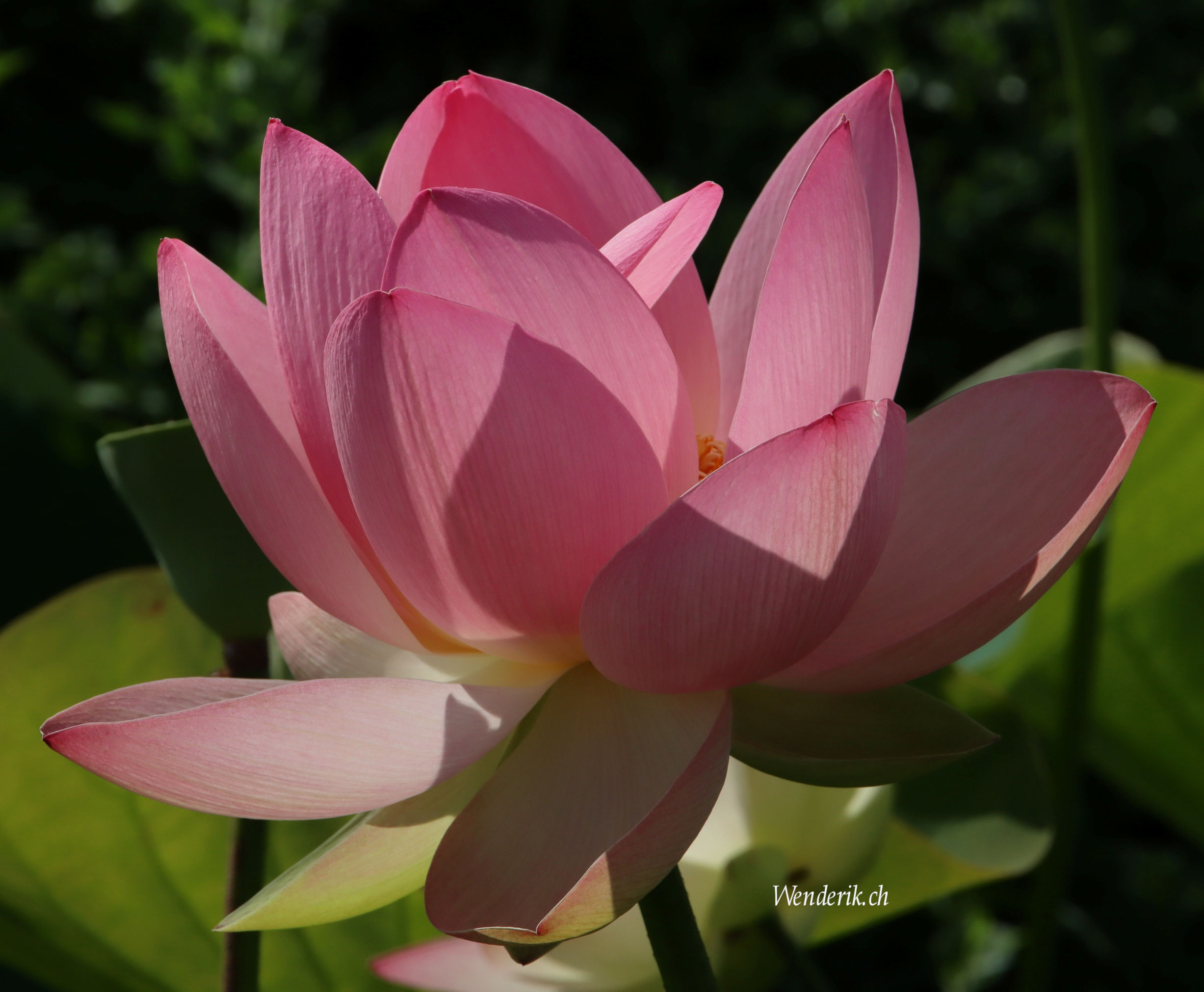 Plantentuin Meise...