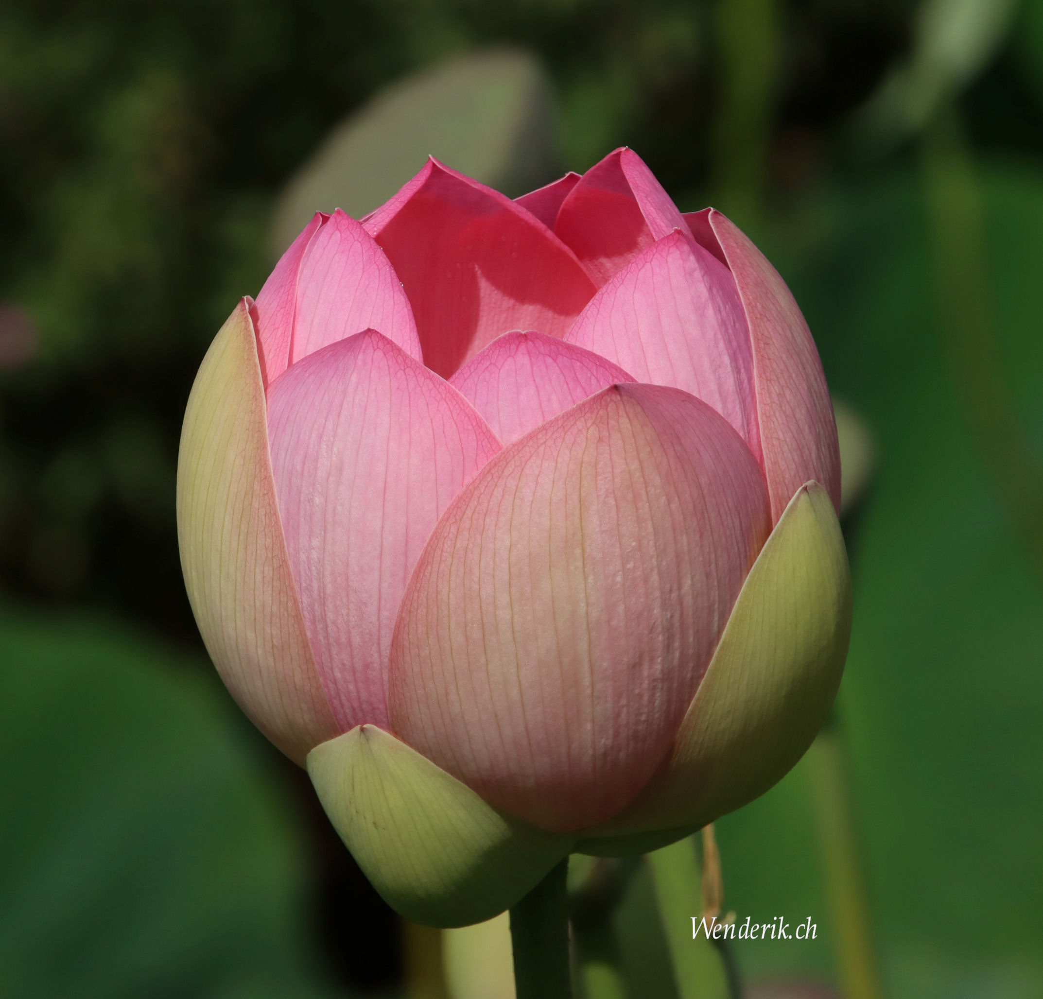 Plantentuin Meise...