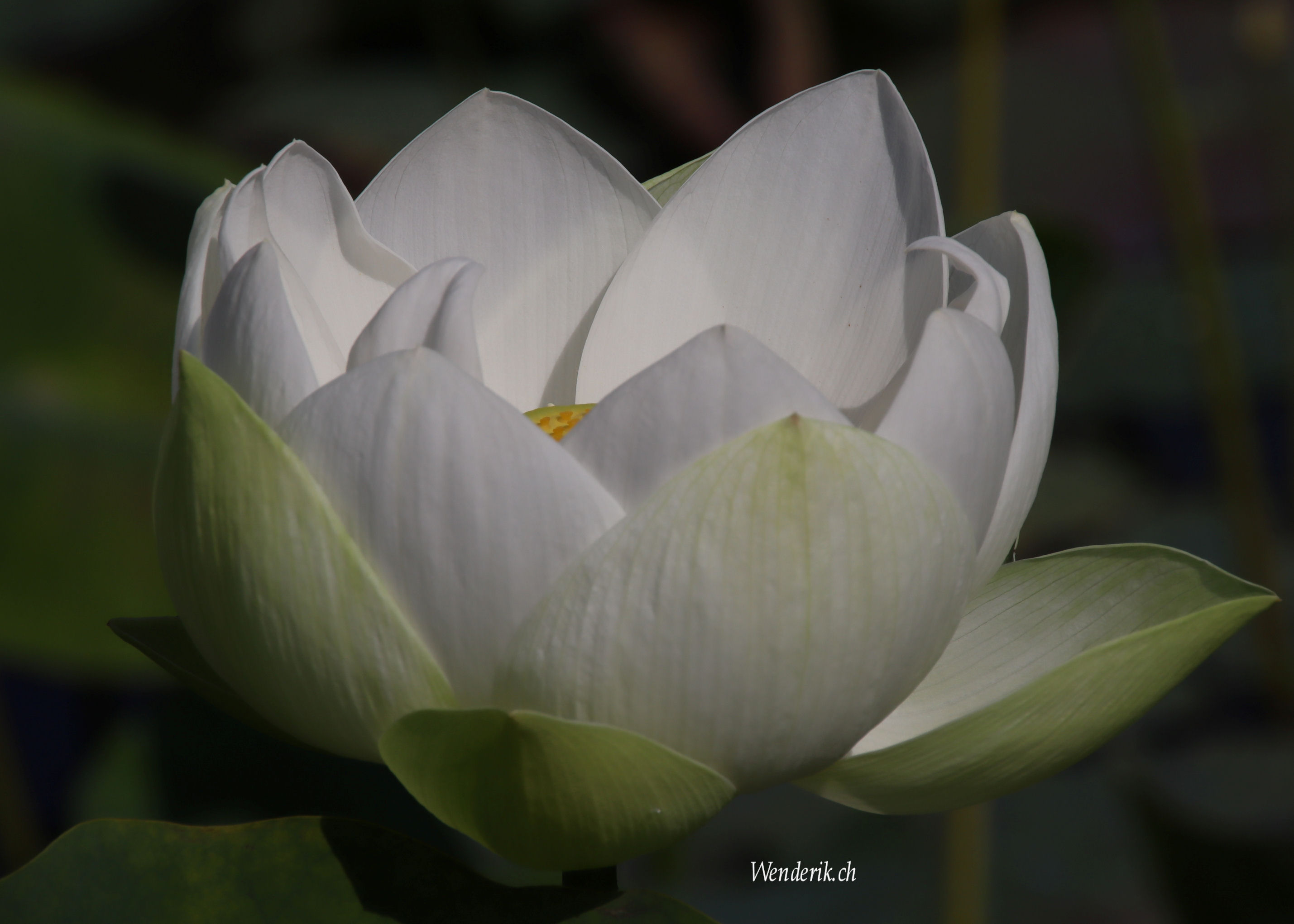 Plantentuin Meise...