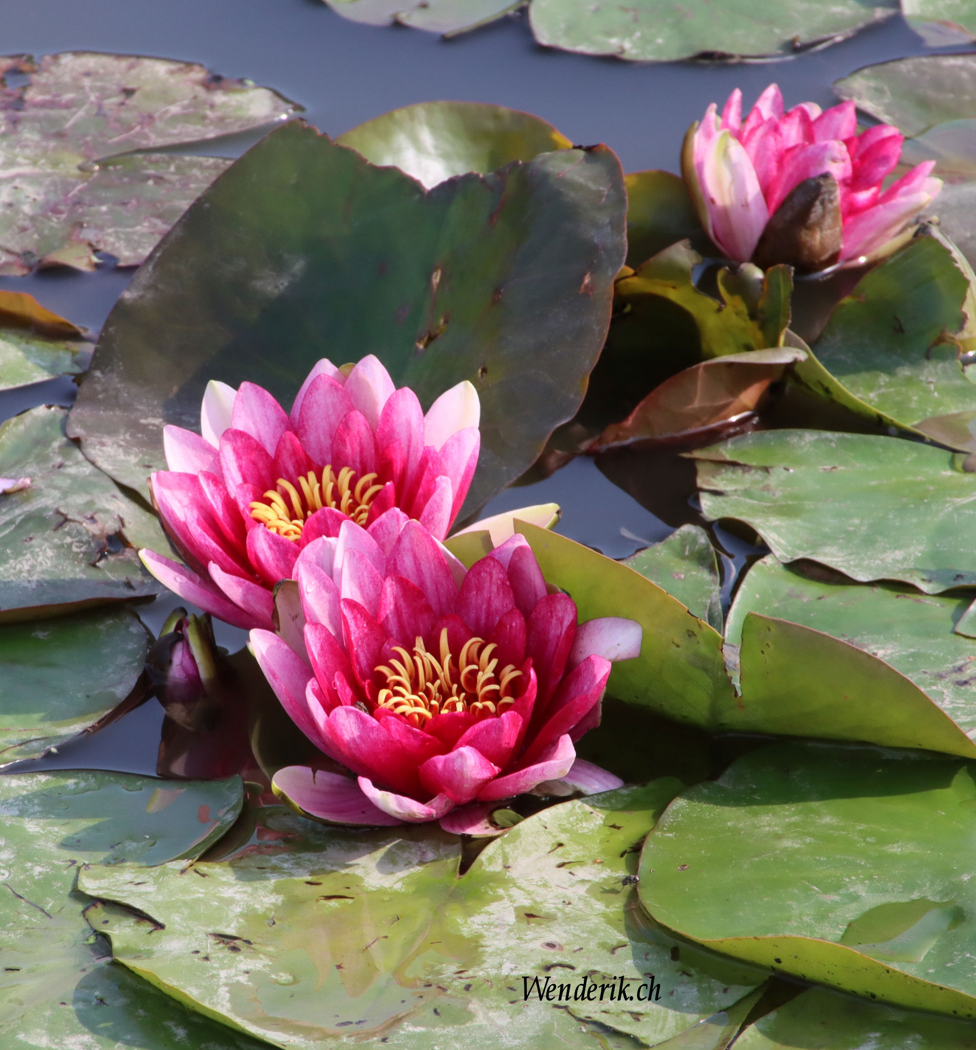 Plantentuin Meise...