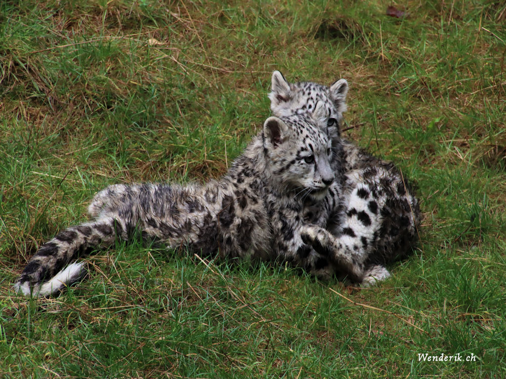 zoo_zurich_2025_panthere_neige/IMG_3147ac_w1024.jpg