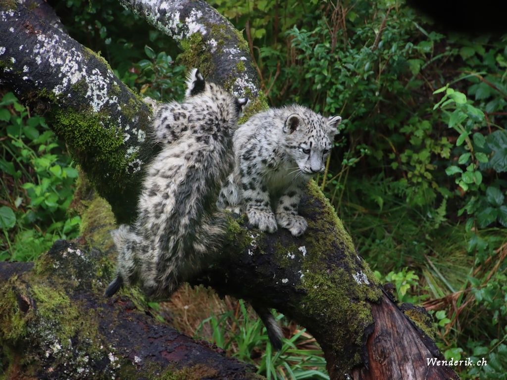 zoo_zurich_2025_panthere_neige/IMG_3154_w1024.jpg