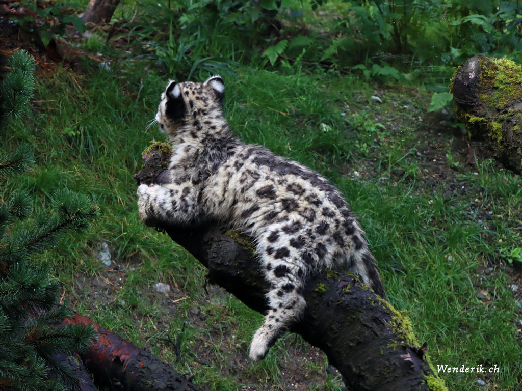 zoo_zurich_2025_panthere_neige/IMG_3178ac_w1024.jpg