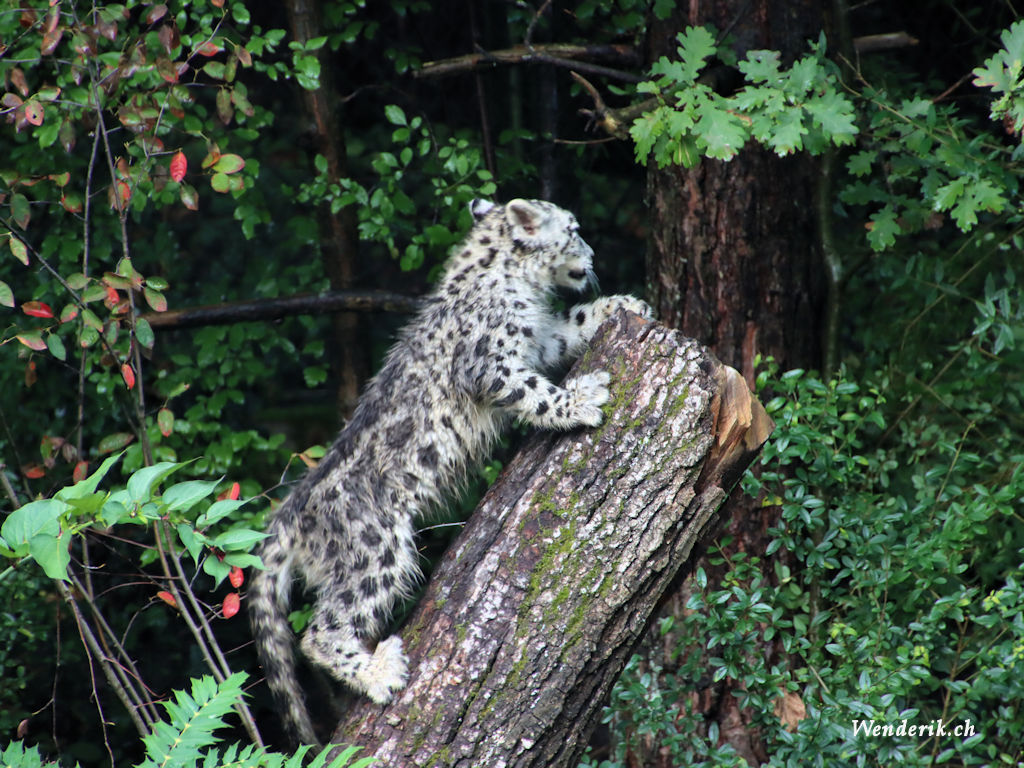 zoo_zurich_2025_panthere_neige/IMG_3182ac_w1024.jpg