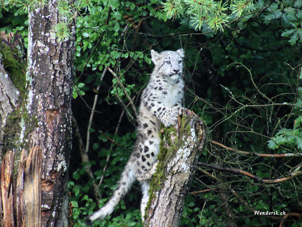 zoo_zurich_2025_panthere_neige/IMG_3184an_w1024.jpg
