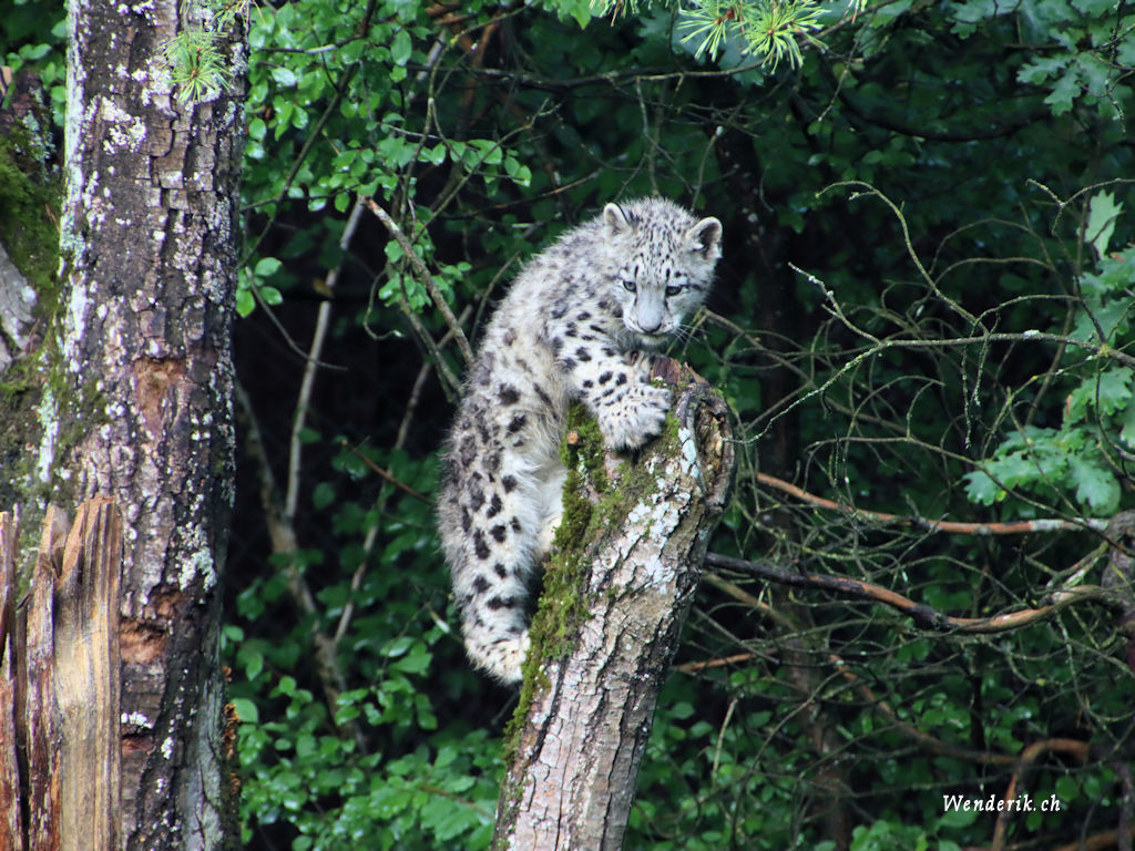 zoo_zurich_2025_panthere_neige/IMG_3185ac_w1024.jpg