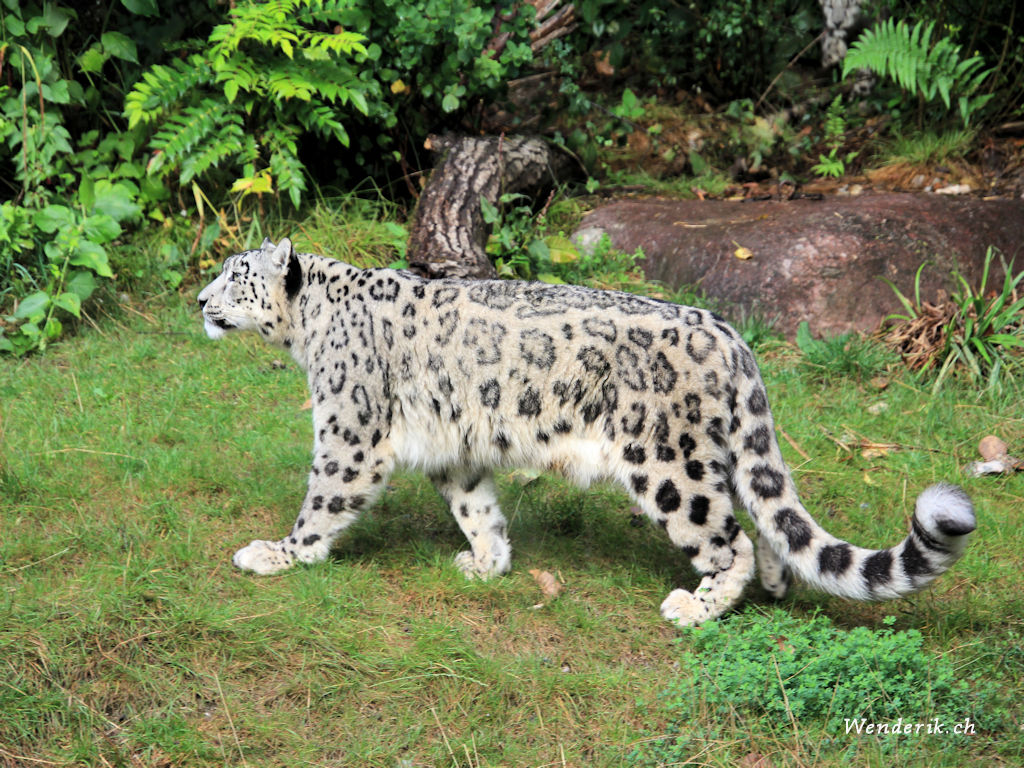 zoo_zurich_2025_panthere_neige/IMG_5279_w1024.jpg