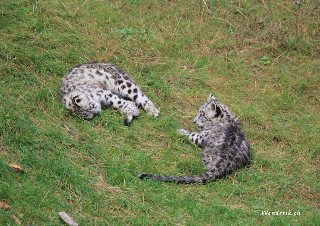 zoo_zurich_2025_panthere_neige/IMG_5284_w1024.jpg