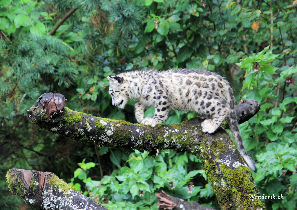 zoo_zurich_2025_panthere_neige/IMG_5295_w1024.jpg
