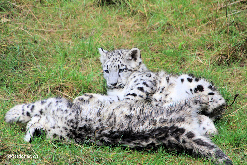 zoo_zurich_2025_panthere_neige/IMG_5309_w1024.jpg